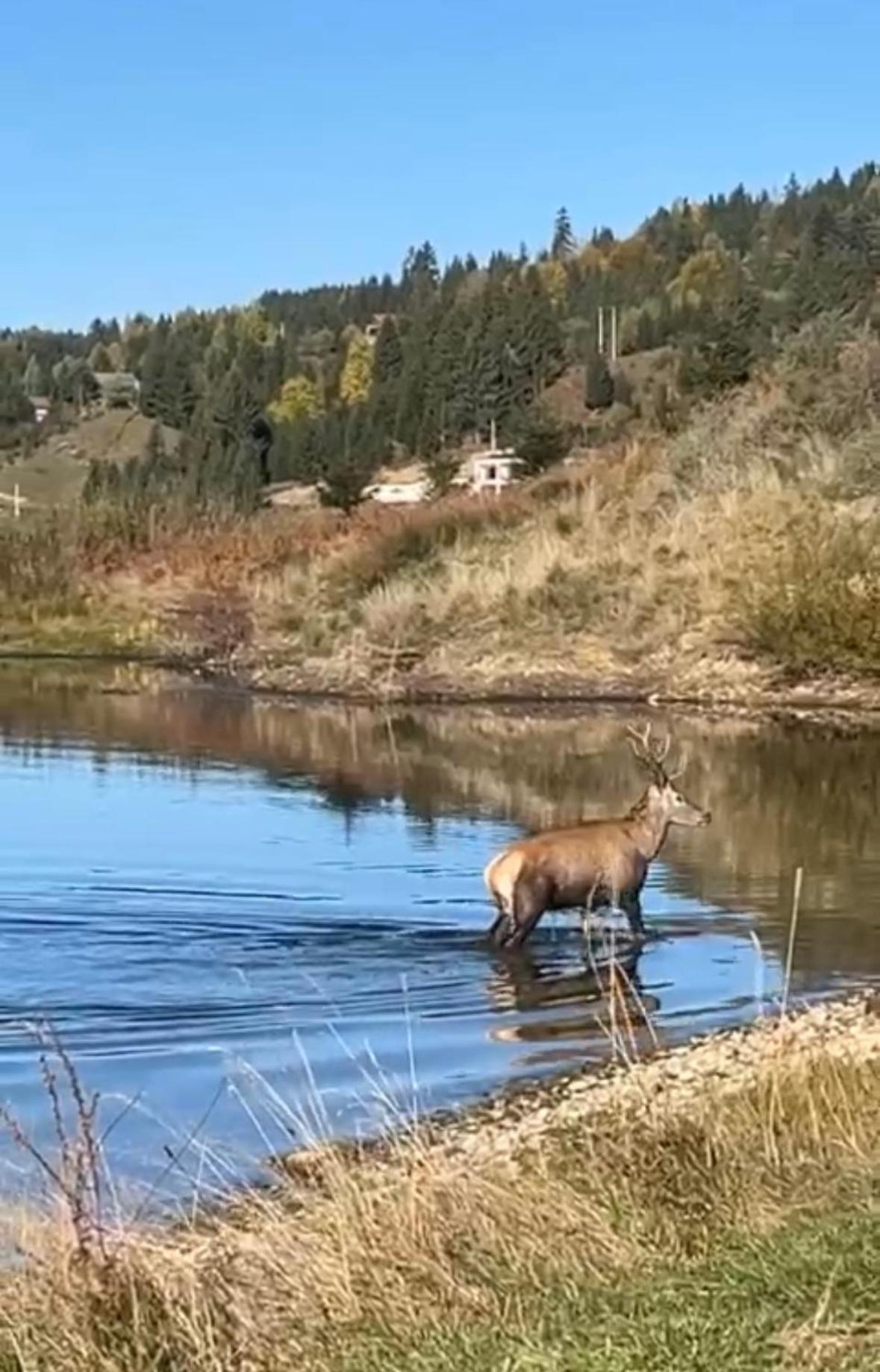 Chalet Du Lac Colibiţa المظهر الخارجي الصورة